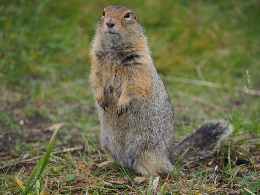 O trekování na Kamčatce se říká, že je to peklo v ráji. Kouřící vulkány, čertovské čoudíky, bahenní sopky, nekonečné pláně, černá lávová pole, medvědi, nebojácní svišti, maxiborůvky, řeky plné lososů, ale také hejna krvelačných komárů...