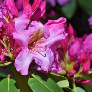 Kvetoucí rhododendrony v údolí Langtang.