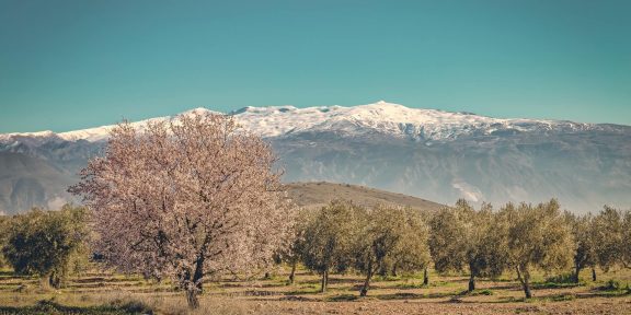 Přechod podhůří Sierry Nevady v Andalusii