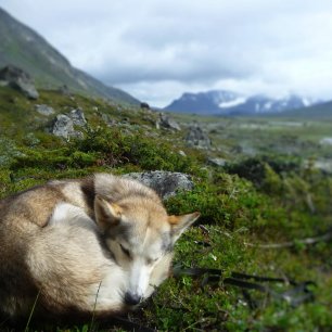 trek, NP Sarek, Laponsko, Švédsko