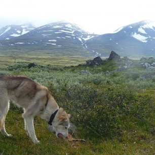 trek, NP Sarek, Laponsko, Švédsko