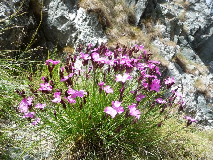 Květena rumunských Karpat, Moldoveanu, Fagaraš, Rumunsko, Karpaty, Balkán