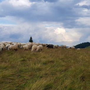 Pastevců a stád ovcí v rumunských Karpatech ubývá