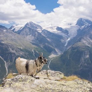 Letní Haute Route: přechod Alp z Chamonix do Zermattu