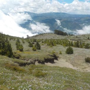 Kvetoucí louka ve výšce okolo 3500 m n.m., výstup na Tajumulco, nejvyšší vrchol Guatemaly.