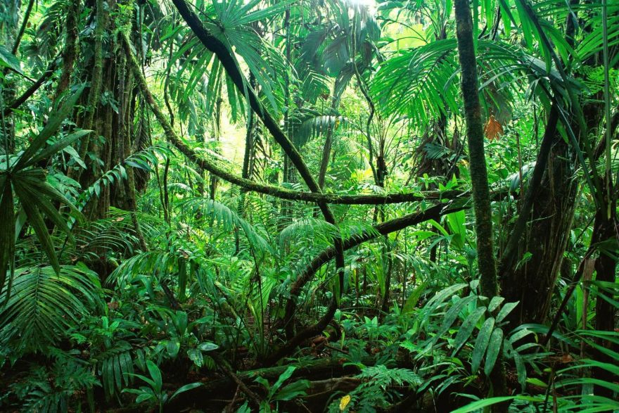 Džungle, Mexiko