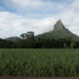 Nejvyšší vrchol Mauriciu, Piton de la Petite Rivière Noire, se zvedá nad lány cukrové třtiny.