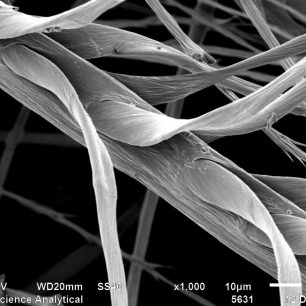 Vlákno prachového peří a z něj vyrůstající háčky Foto - The University of Leeds