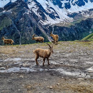 Na Col du Gavia dvojici dělaly společnost horské kozy, Markéta Peggy Marvanová a Pavel Paloncý při dobročinném projektu Korona Himálaje 2021.