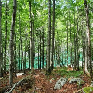 Svěží lesy lemují břehy Bohinjského jezera,, Julské Alpy, Slovinsko