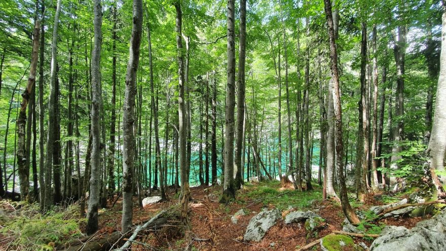 Svěží lesy lemují břehy Bohinjského jezera,, Julské Alpy, Slovinsko