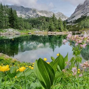 Dvojno jezero a kvetoucí upolíny, Dolina Triglavských jezer, Julské Alpy, Slovinsko