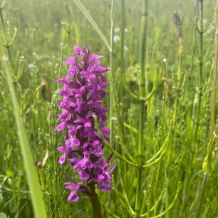 Den 21 - orchidej, Beskydy. Přeběh Severní stezky podél severní hranice ČR