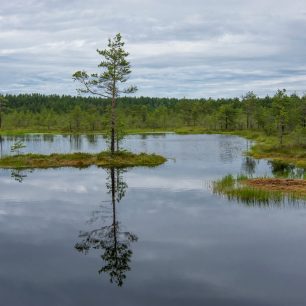 Ve vnitrozemí najdeme unikátní bažinní systémy, protkané řadou stezek a chodníků. NP Lahemaa, Estonsko