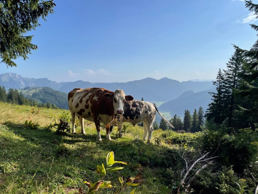 Při sestupu - Intersport Donnerkogel Klettersteig, Gosausee, Solná komora, Salzkammergut, rakouské Alpy. Foto Jana Souralová