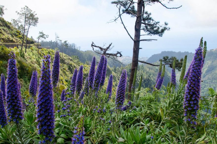 V květnu je Madeira v plném květu.