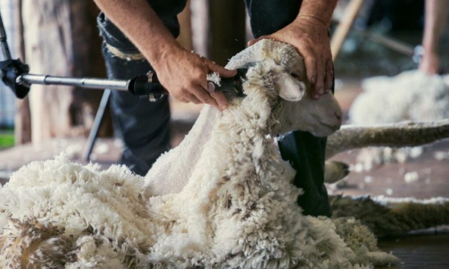 Zkušený australský střihač ostříhá jednu ovci za tři až pět minut, rekord je ale pod 40 sekund.