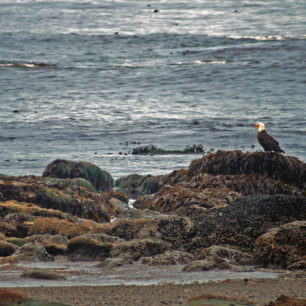 West Coast Trail, trek na ostrově Vancouver, Kanada