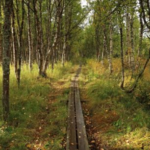 Březové lesy. Dálková stezka Kungsleden, Laponsko, Švédsko