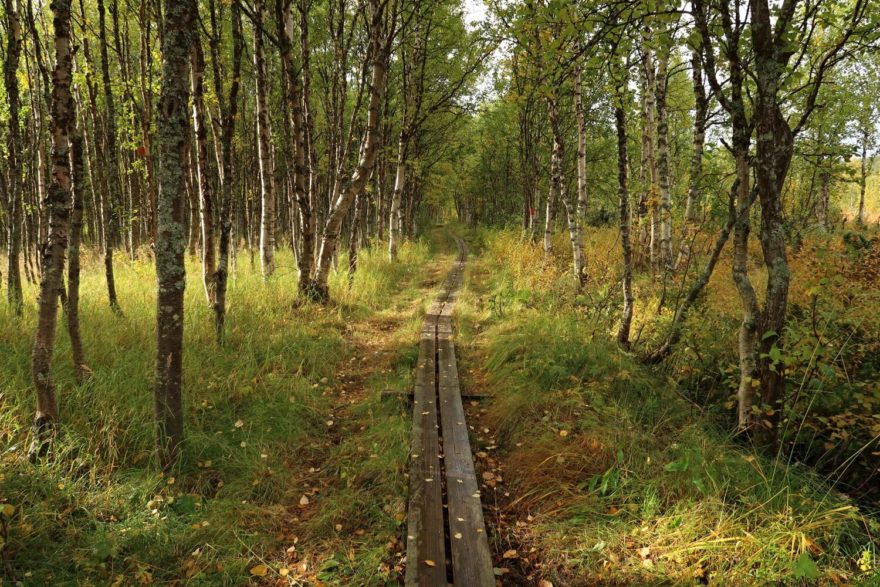 Březové lesy. Dálková stezka Kungsleden, Laponsko, Švédsko