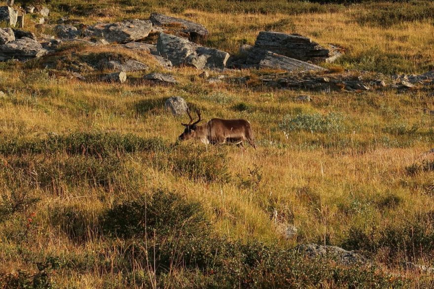 Sob, Kungsleden, Laponsko, Švédsko