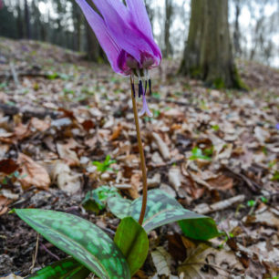 Střední povltaví, Stezka středozemím, Via Czechia