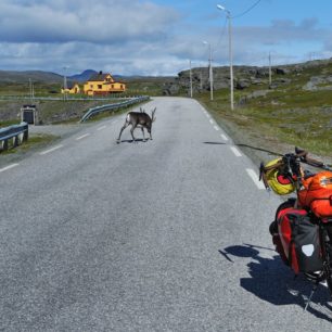 Při putování Norskem na kole můžete narazit na soby