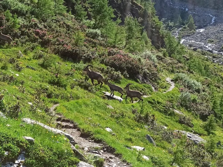 Na treku Tour de Suisse ve Švýcarsku jsme pravidelně potkávali kozorohy