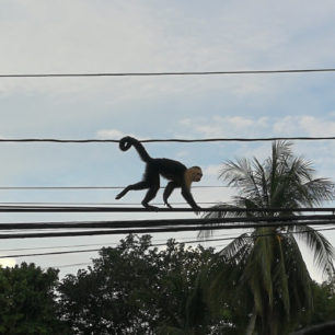 Všudypřítomné opice na Kostarice