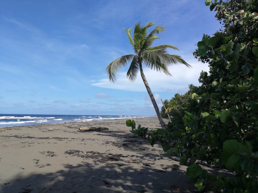 Chráněné pláže Karibiku slouží mimo jiné k rozmnožování želv. Tortuguera National Park, Kostarika.