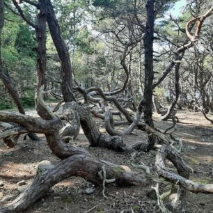 Přírodní rezervace Trolí les (Trollskogen) na severu ostrova Öland, Švédsko.