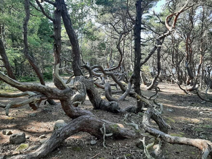 Přírodní rezervace Trolí les (Trollskogen) na severu ostrova Öland, Švédsko.