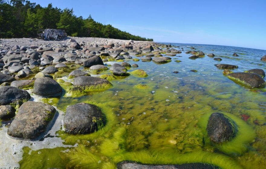 Přírodní rezervace Trolí les (Trollskogen) na severu ostrova Öland, Švédsko.