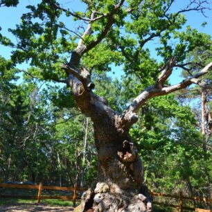 Přírodní rezervace Trolí les (Trollskogen) na severu ostrova Öland, Švédsko.