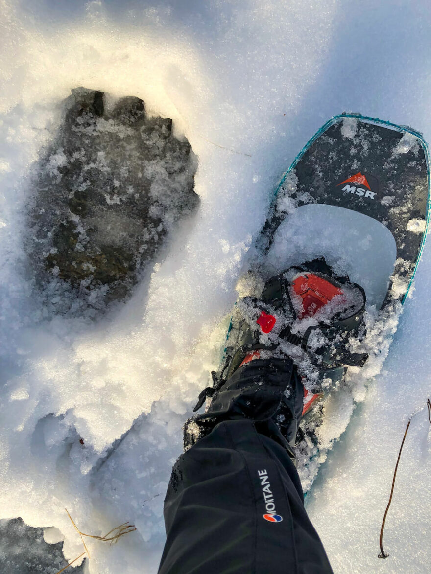 Altra Lone Peak ve sněžnicích a stopa přední tlapy medvěda, Nízké Tatry (Viktorka Rys)