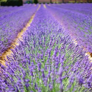 Půvabná krajina francouzské Provence.