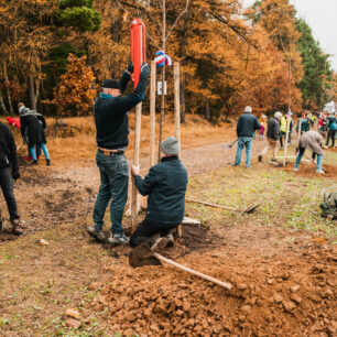 Alej svobody v Šatově od iniciativy sázíme budoucnost (foto Jakub Caha)