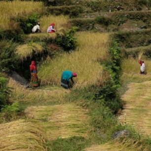 Poon Hill trek neboli Annapurna panorama trail je z jmenovaných treků nejjednoduší. Nabízí množství kulturních vjemů a zemědělské krajiny, navíc budete denně procházet vesničkami, kde to skutečně žije