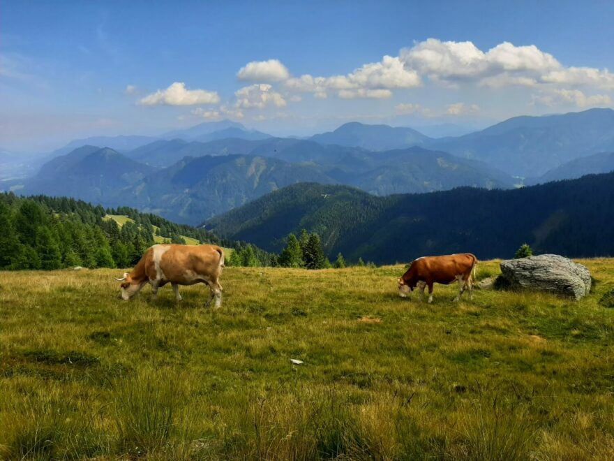 Pasoucí se stáda na okruhu kolem vrcholu Goldeck, Korutany, Alpy, Rakousko.