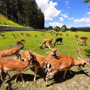 Zoopark Wildpark Rosegg s alpskou faunou, Korutany, rakouské Alpy.