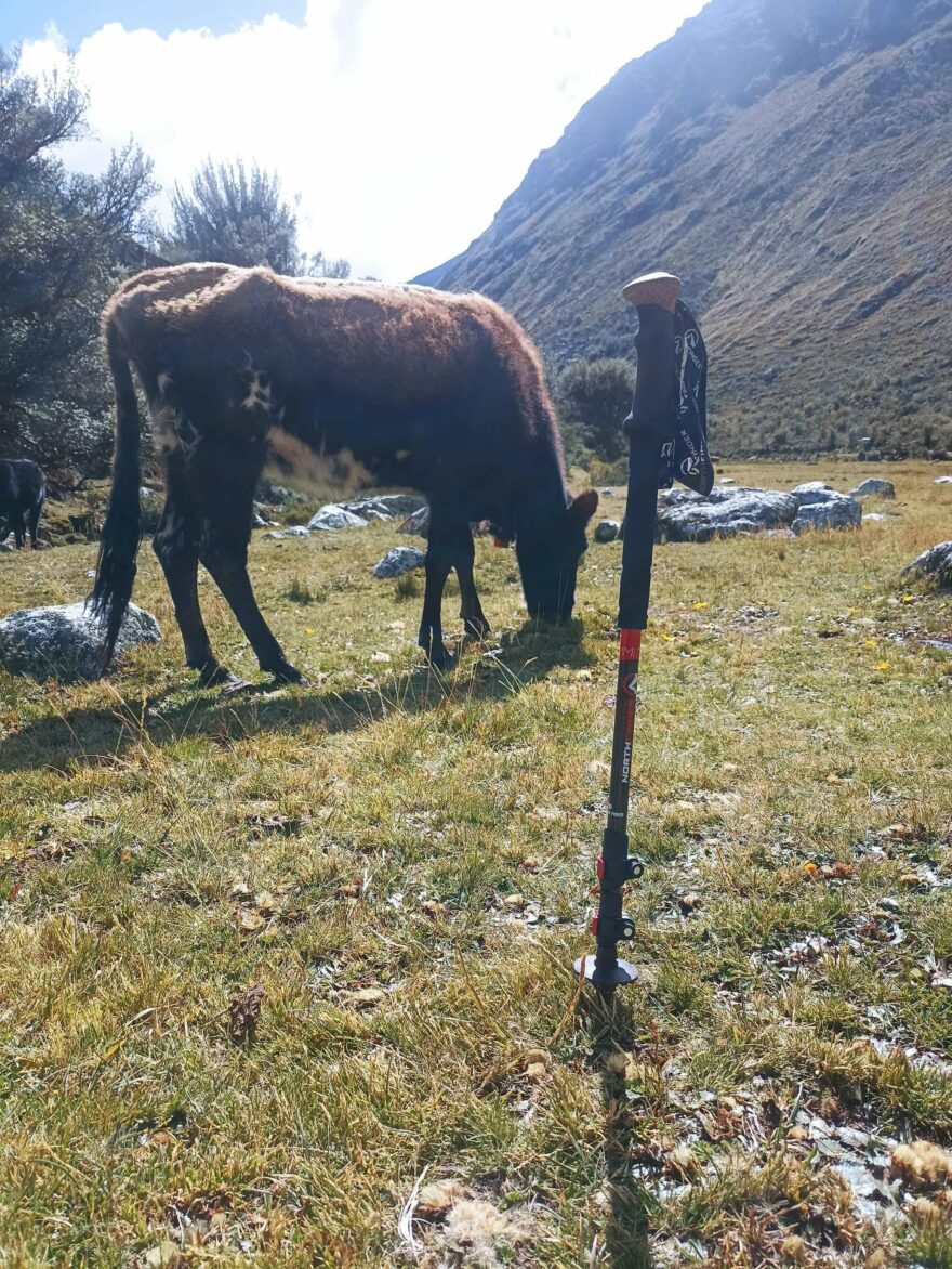 I kráva ocení hole NORTHFINDER 135 SUMMIT v údolí Santa Cruz