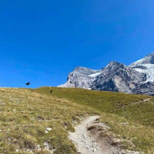 Okruh v oblasti Grindelwald trval nádherné 4 dny, během kterých jsem viděla průzračná jezera, ledovce, zasněžené vrcholky hor, vodopády, troubící jeleny a kozorožce poskakující ze skály na skálu..