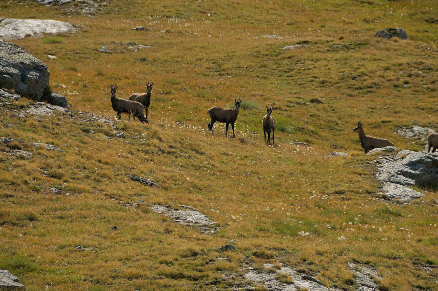 S kamzíky a zvláště s kozorožci se na treku Gran Paradiso setkáte doslova na každém kroku.