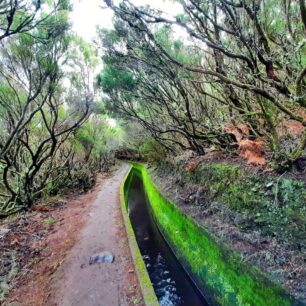 Levada do Alecrim: V oblasti Rabacal se dostanete podél levád do zeleného srdce ostrova Madeira.