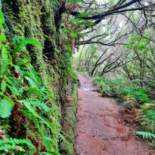 Do zeleného srdce ostrova Madeira dojdete podél levád