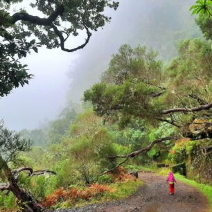 Levada Risco: V oblasti Rabacal se dostanete podél levád do zeleného srdce ostrova Madeira.