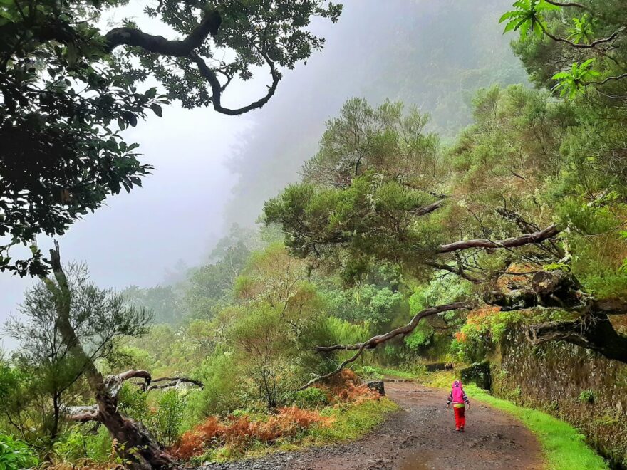 Levada Risco: V oblasti Rabacal se dostanete podél levád do zeleného srdce ostrova Madeira.