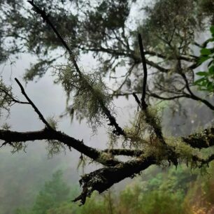 V oblasti Rabacal se dostanete podél levád do zeleného srdce ostrova Madeira.