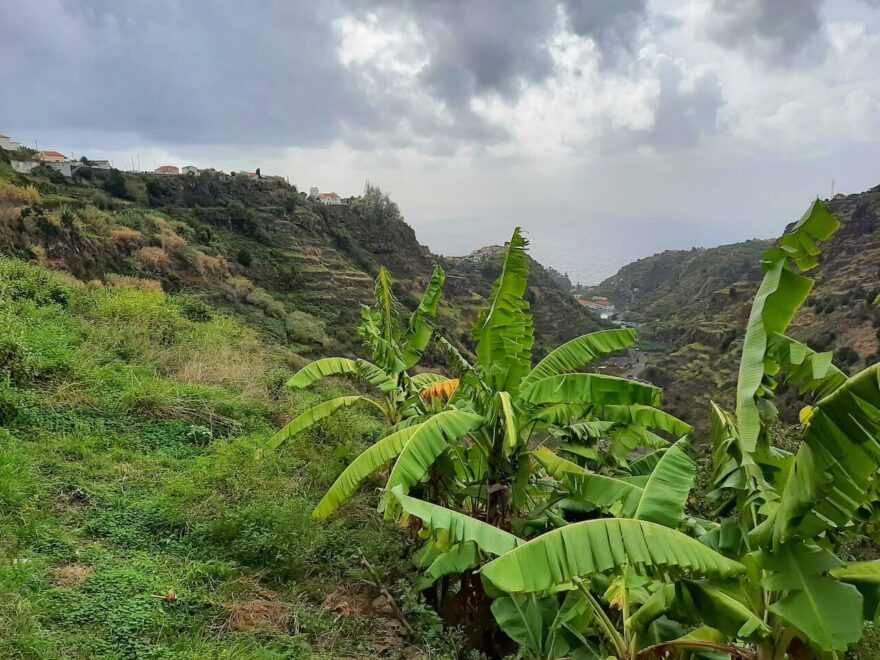 Do zeleného srdce ostrova Madeira dojdete podél levád