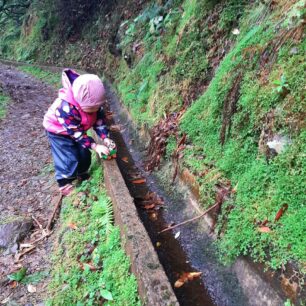 Levada do Furado poblíž horského sedla Portela. Madeira